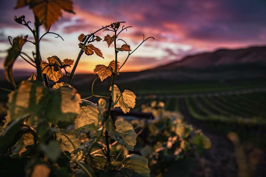 Vineyard at sunset